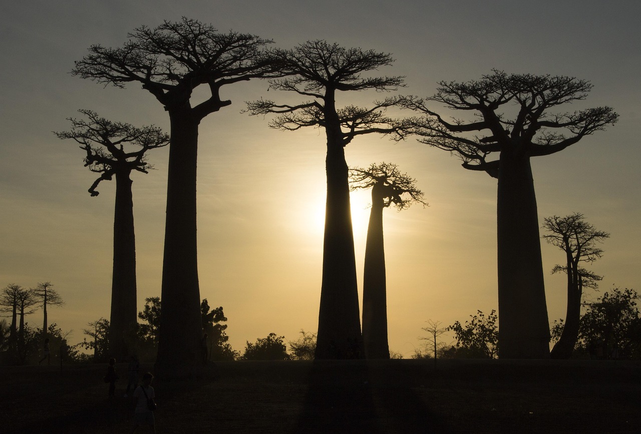 The Tree of Life