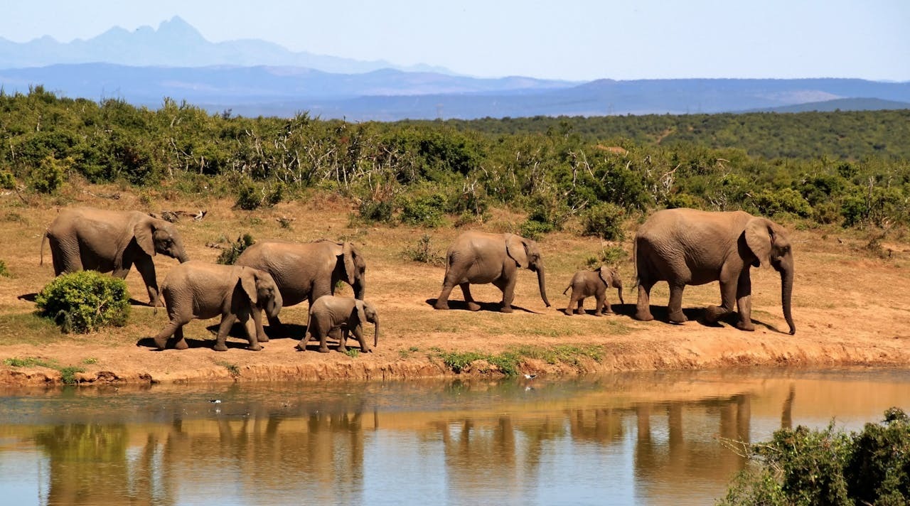 Elephant herd at waterhole