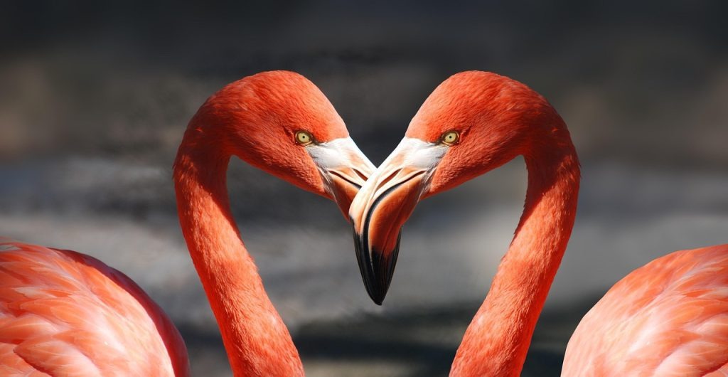 Flamingos in heart formation