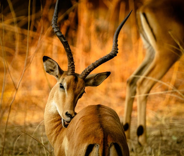 Antelope portrait in the wild