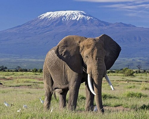 8-Day Kenya Family Safari