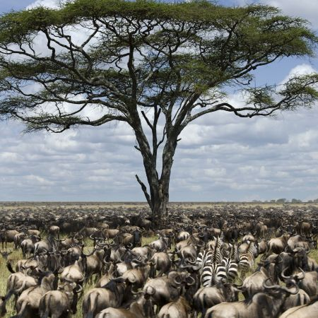 8-Day Kenya Honeymoon Safari
