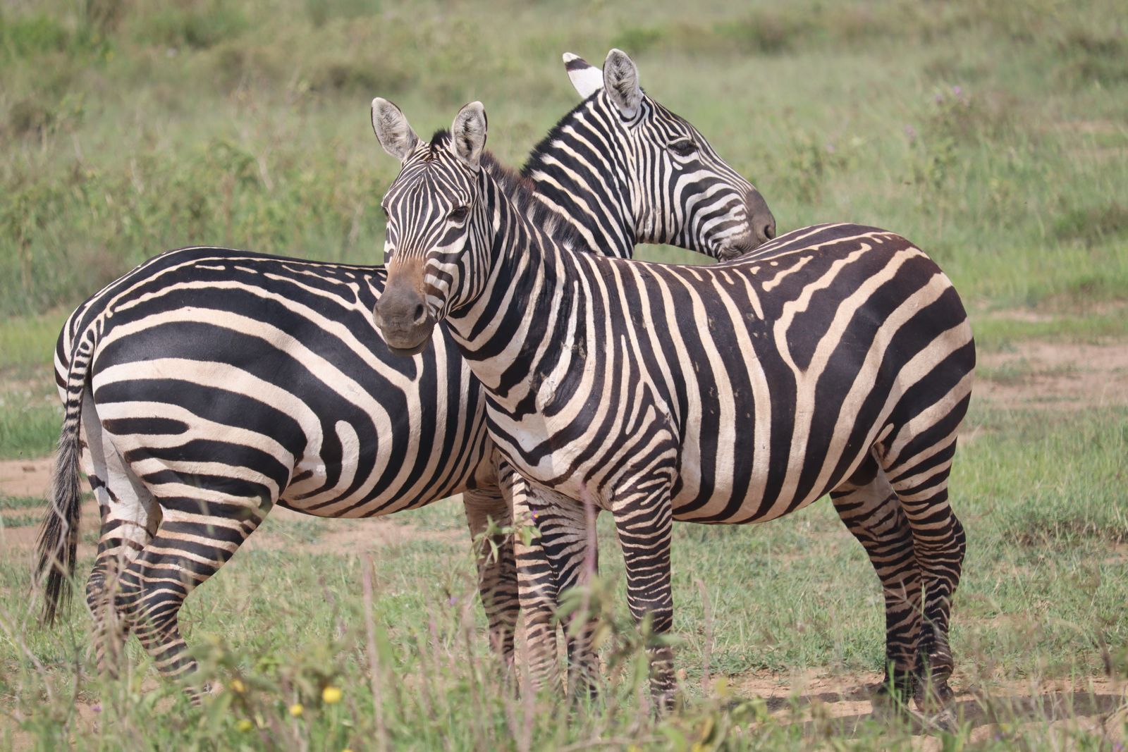Zebras in Kenya's savanna