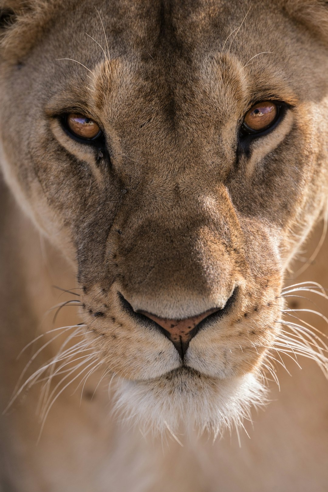 Lioness close-up portrait