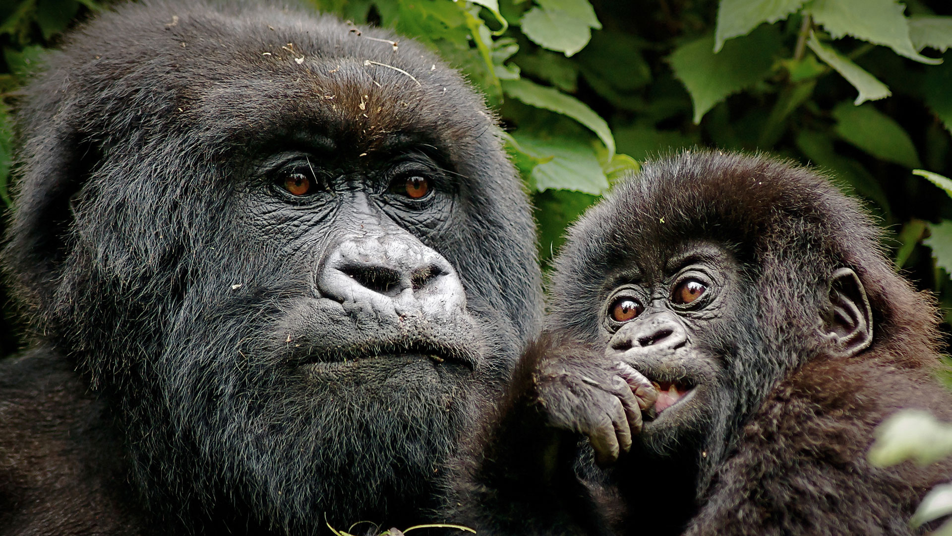 Rwanda