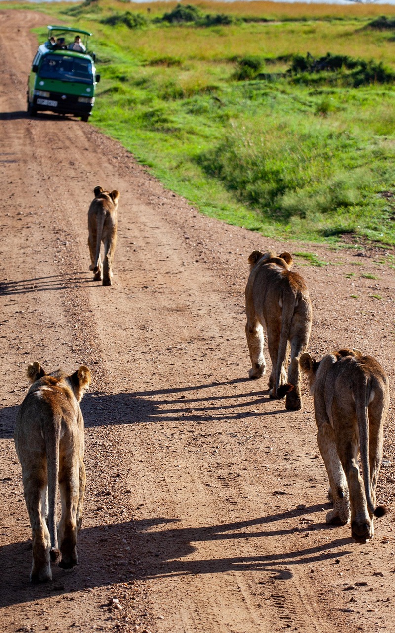 Giraffes along safari road