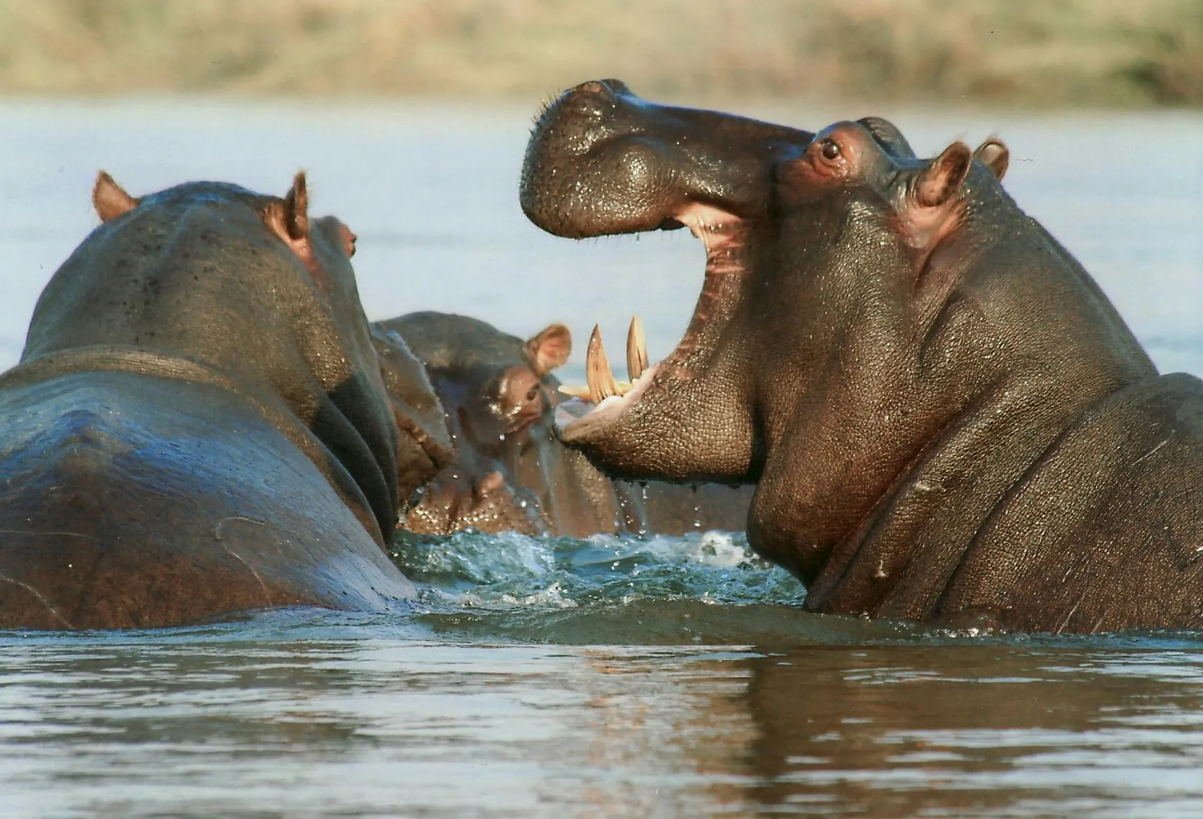 Life Along the Hippo Trails