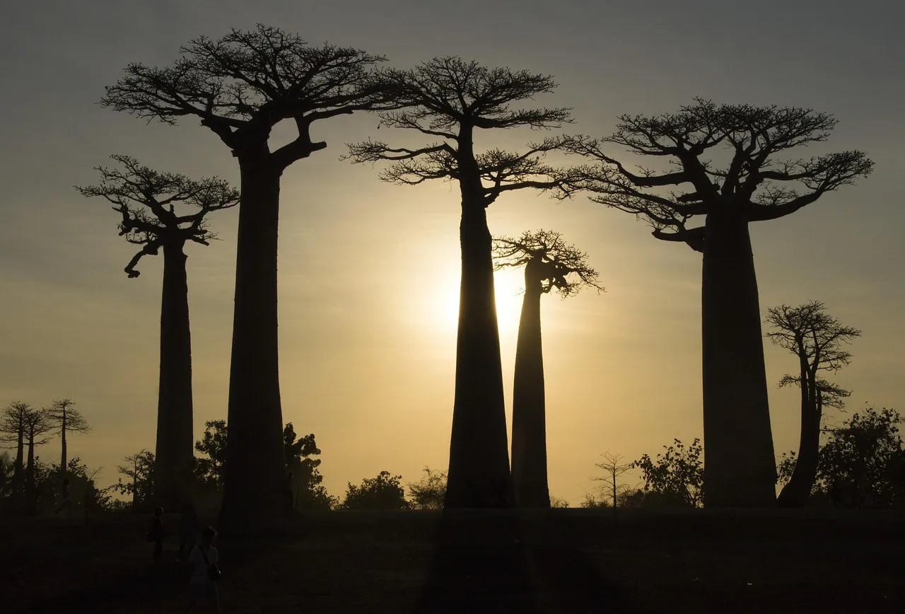 The Tree of Life