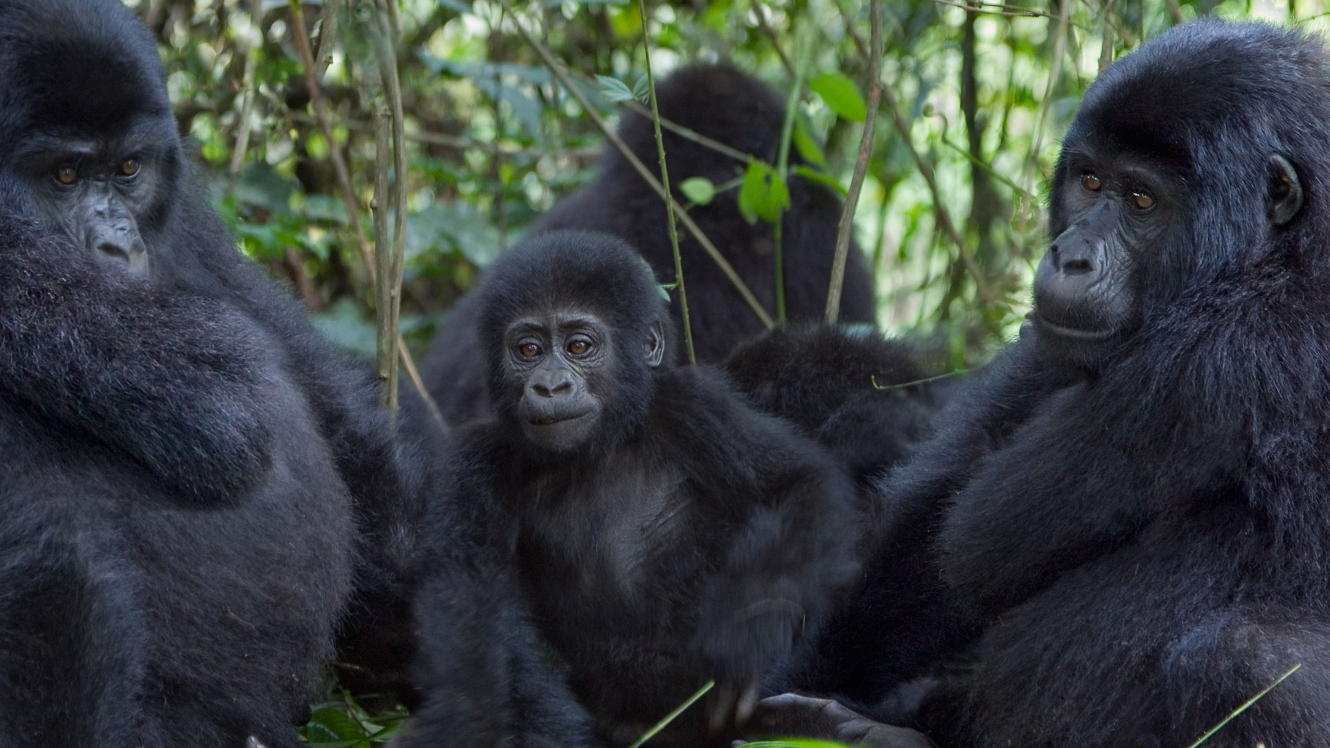 Uganda
