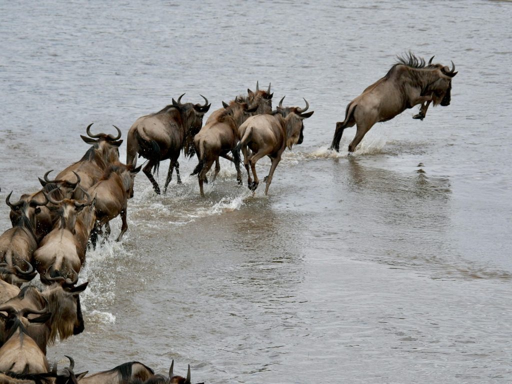 Great Wildebeest Migration