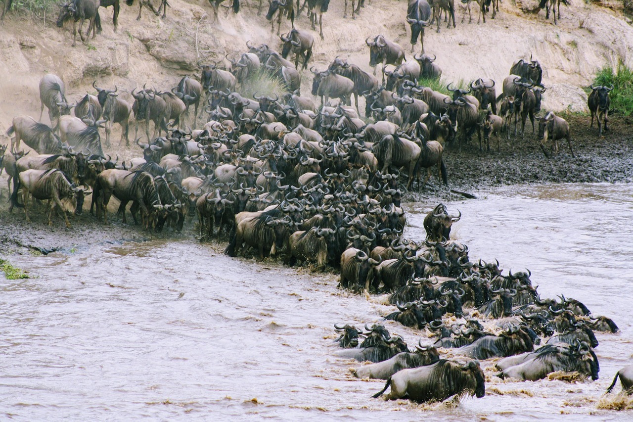 Wildebeest crossing a river during migration