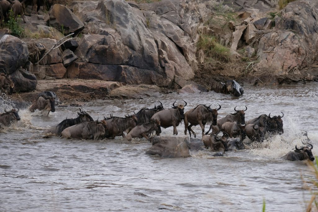 Dramatic wildebeest crossing a rocky river during the migration