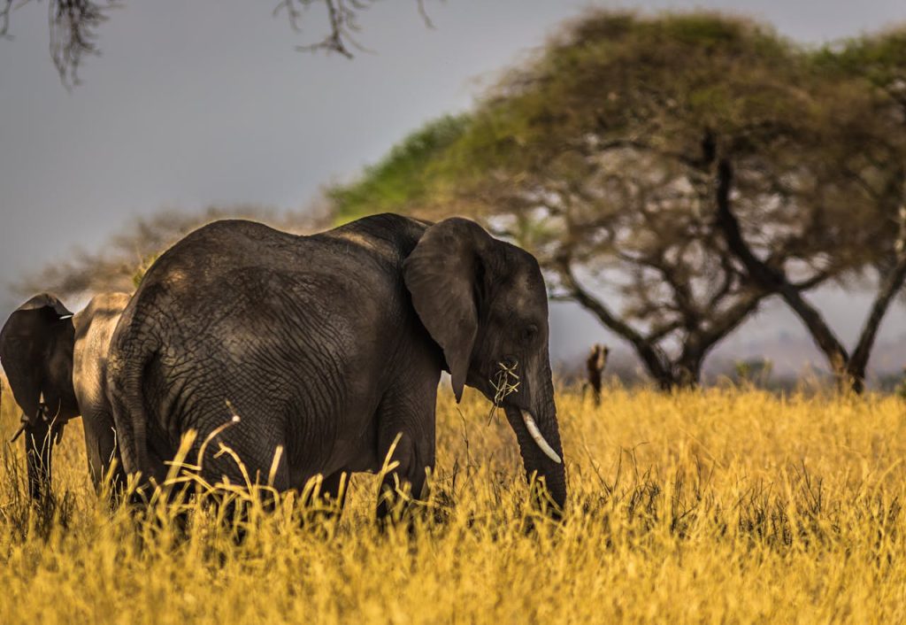Capture of an elephant grazing in the wild savanna with acacia trees in the background, showcasing natures beauty.