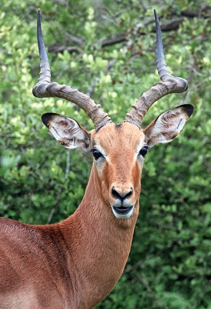 Close-Up of an Impala in Natural Habitat A close-up of an impala with prominent curved horns, standing in a lush green forest, showcasing its reddish-brown coat and attentive ears.