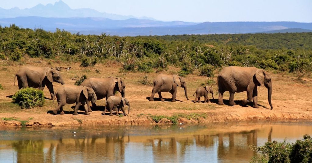 A stunning image of African elephants by a watering hole in the wilderness.