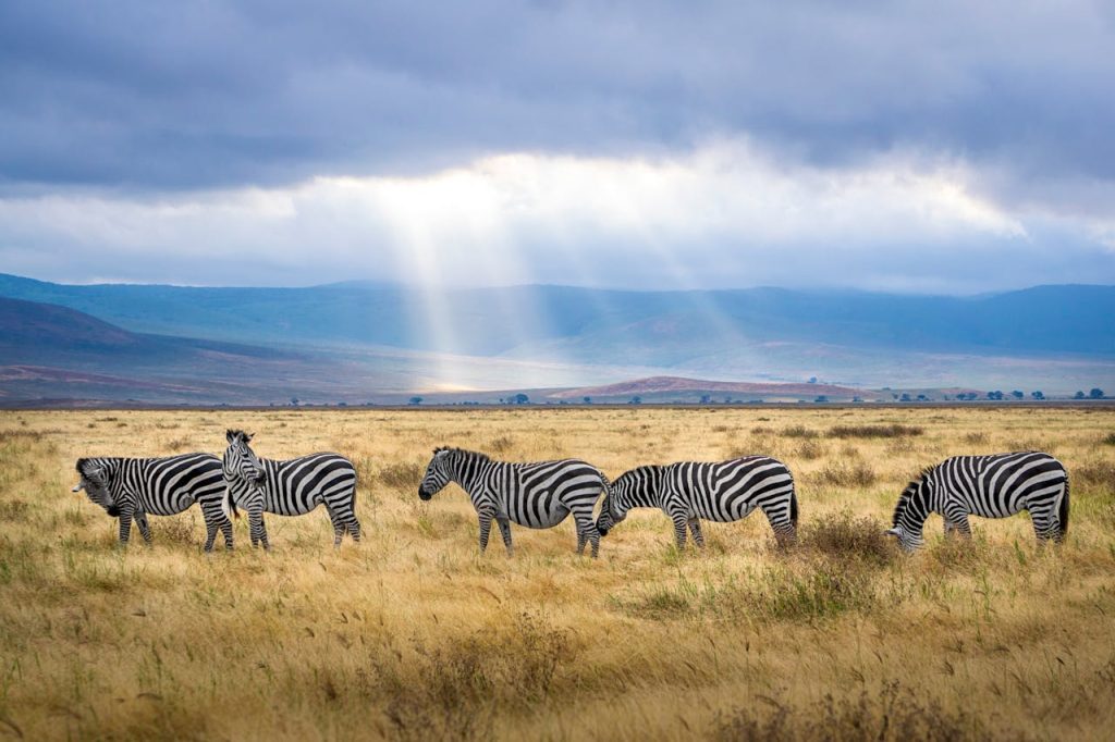 A group of zebras graze under sunrays in the Ngorongoro Crater, Tanzania, showcasing wildlife and natural beauty.