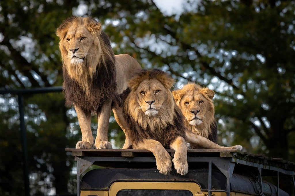 Lions on top of a safari tour van lion, zoo, africa, predator, animal, big cat, wild animal, wildlife, safari, mammal, cats, nature, wildcat, species, fauna, lion, lion, lion, lion, lion
