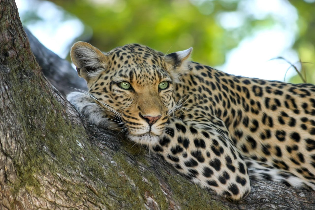 Leopard Lounging Leopard resting on a tree branch, with intense green eyes looking directly at the viewer.