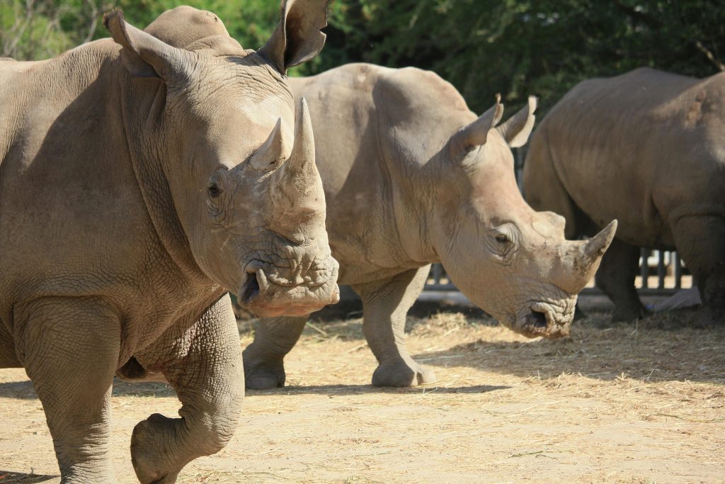 pexels-photo-6477225-6477225 Close-up of two white rhinoceroses in a natural outdoor setting.