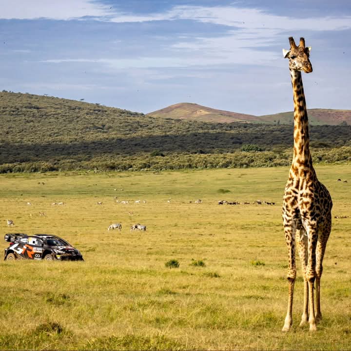 majestic giraffe stands in the foreground, with a rally car speeding across the grasslands and a herd of grazing animals in the distance under a clear blue sky.