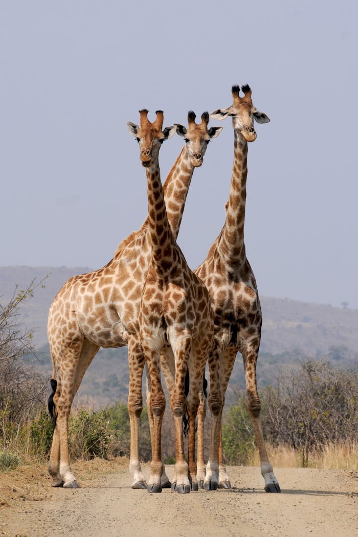 Tower of Giraffes a trio in the African Bush Three giraffes standing close together on a dirt road, with a savannah landscape in the background.