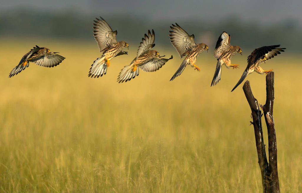 Timelapse of a lesser kestrel gracefully landing on a wooden post in an open meadow.