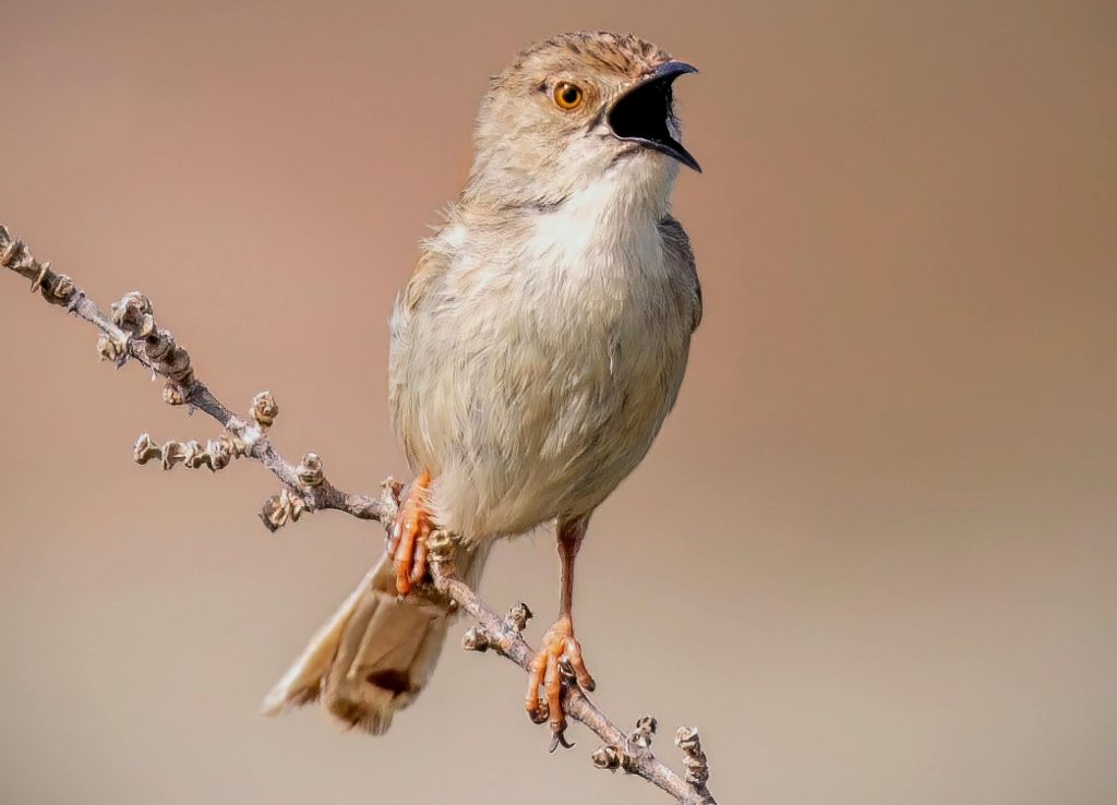 A beautiful warbler perched on a branch, singing in Aswan, Egypt.