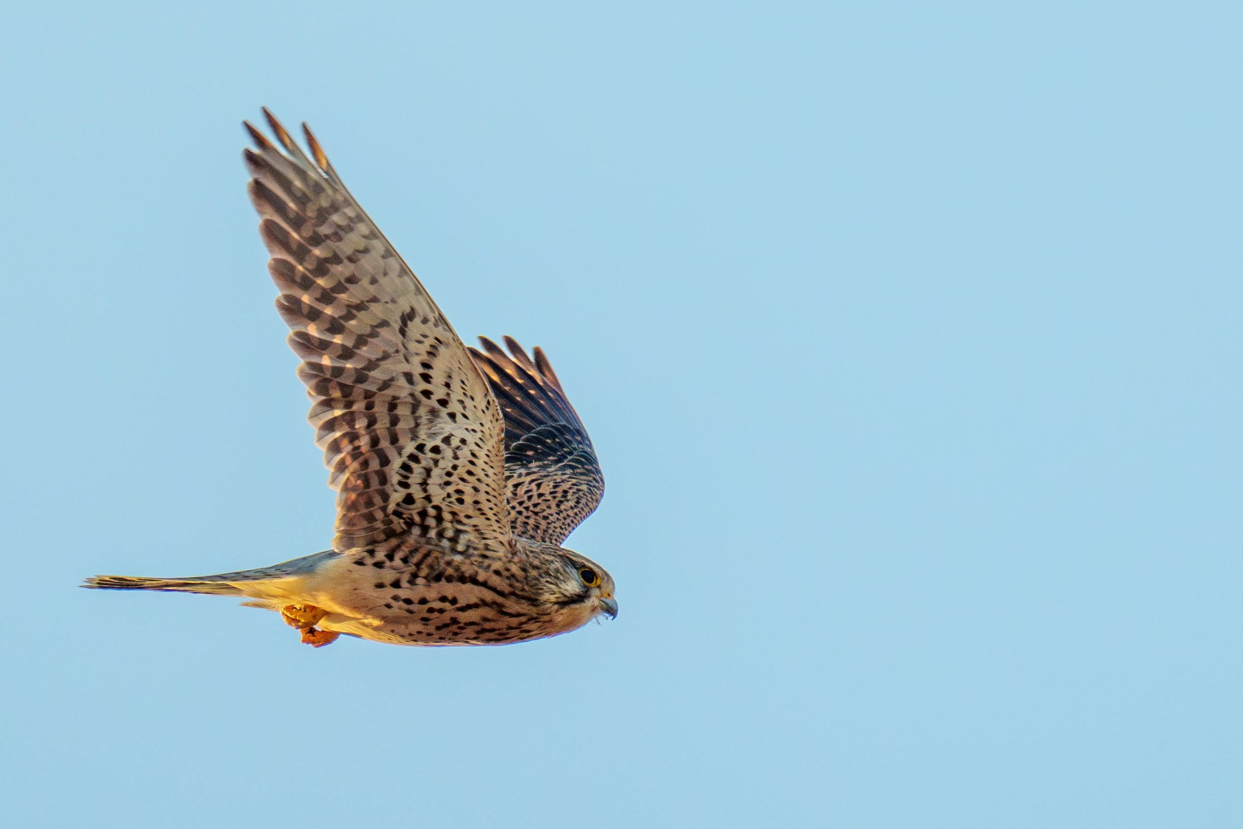 A stunning capture of a European Kestrel (Falco tinnunculus) soaring in a clear blue sky.