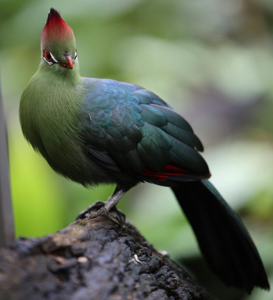 Exotic turaco bird perched on a branch displaying vibrant plumage in a lush environment.