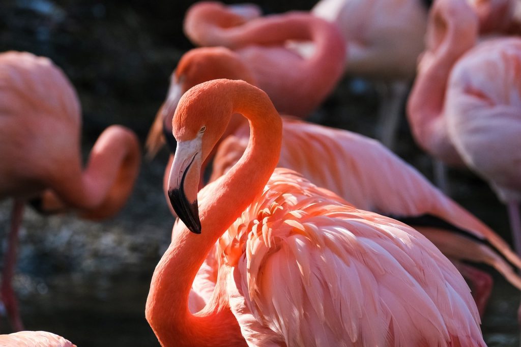 flamingo, bird, animal, wading bird, water bird, aquatic bird, wildlife, plumage, nature, flamingo, flamingo, flamingo, flamingo, flamingo