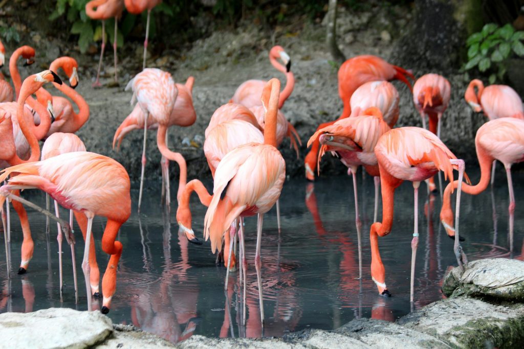 A stunning group of pink flamingos gather by a serene pond in their natural habitat, showcasing wildlife beauty.