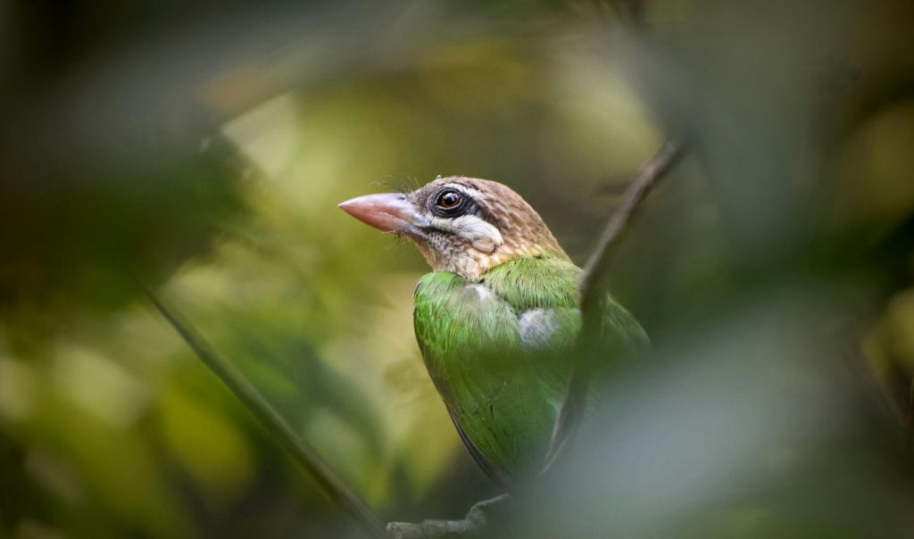 Close-up shot of a white-cheeked barbet perched on a tree branch with foliage in the background.