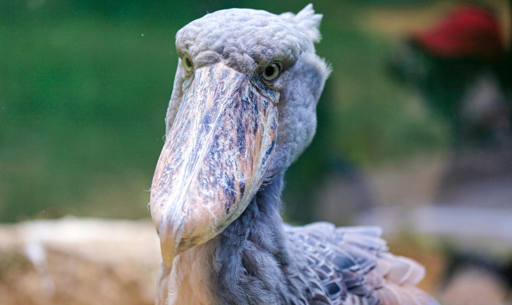 A detailed close-up portrait of a striking shoebill stork, showcasing its impressive beak and distinct features.